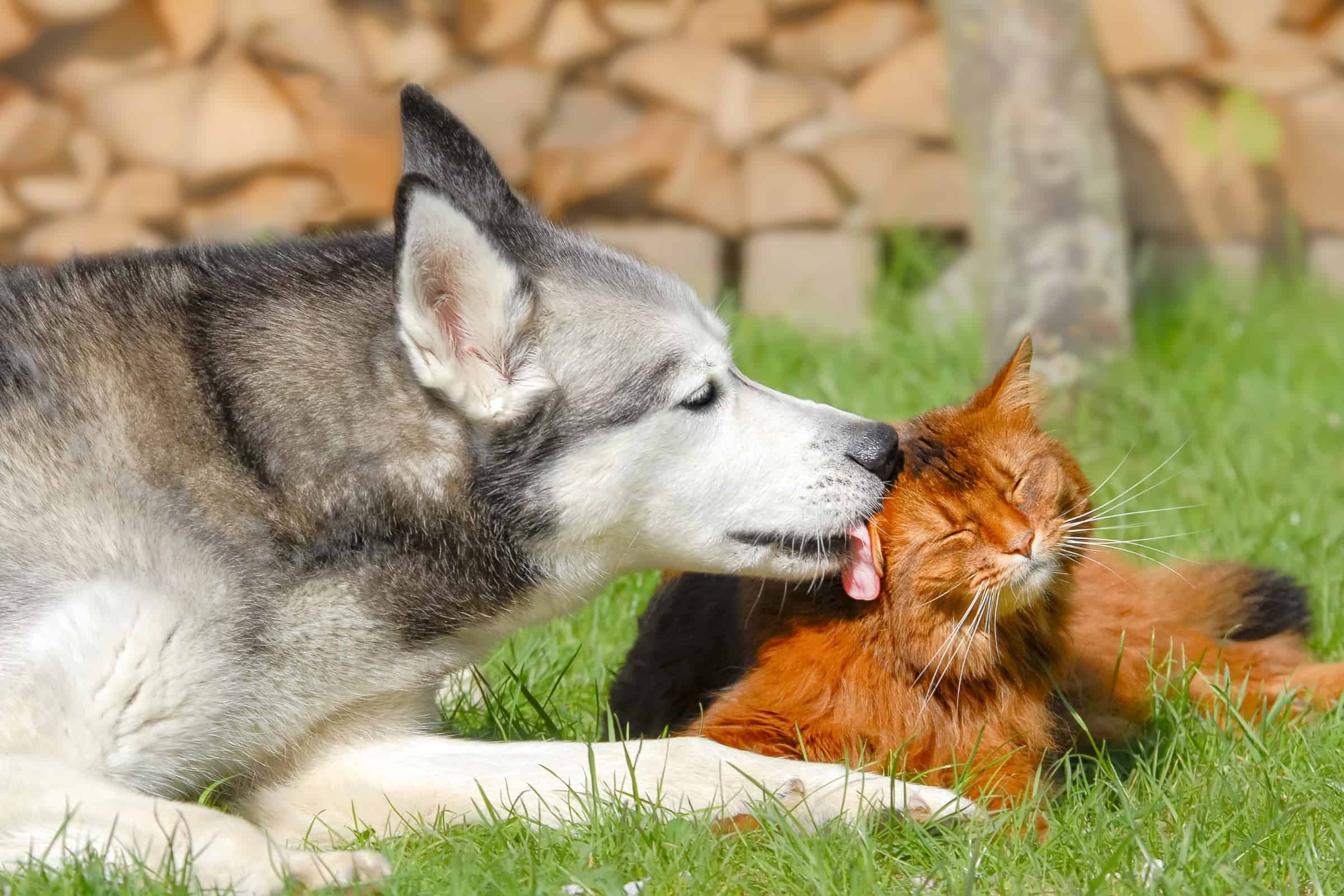 Male vs. Female Siberian Husky Which Is Better?