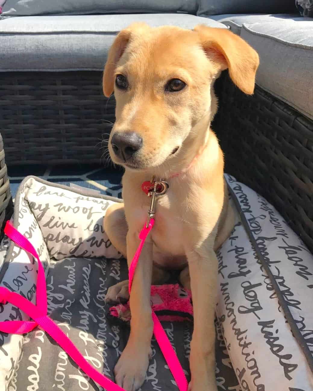 Lab Terrier Mix Breed Information, Pictures, Traits & Facts