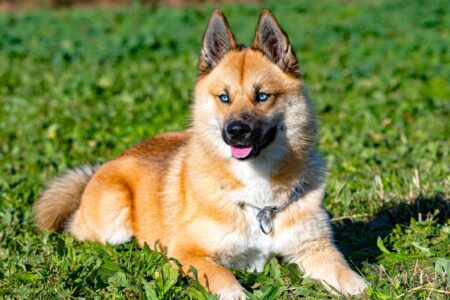 Un Pomsky Pomsky (Pomeranian & Husky Mix) Info, Pictures & Facts