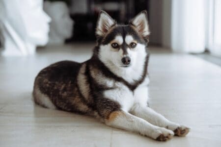 Un Pomsky Pomsky (Pomeranian & Husky Mix) Info, Pictures & Facts