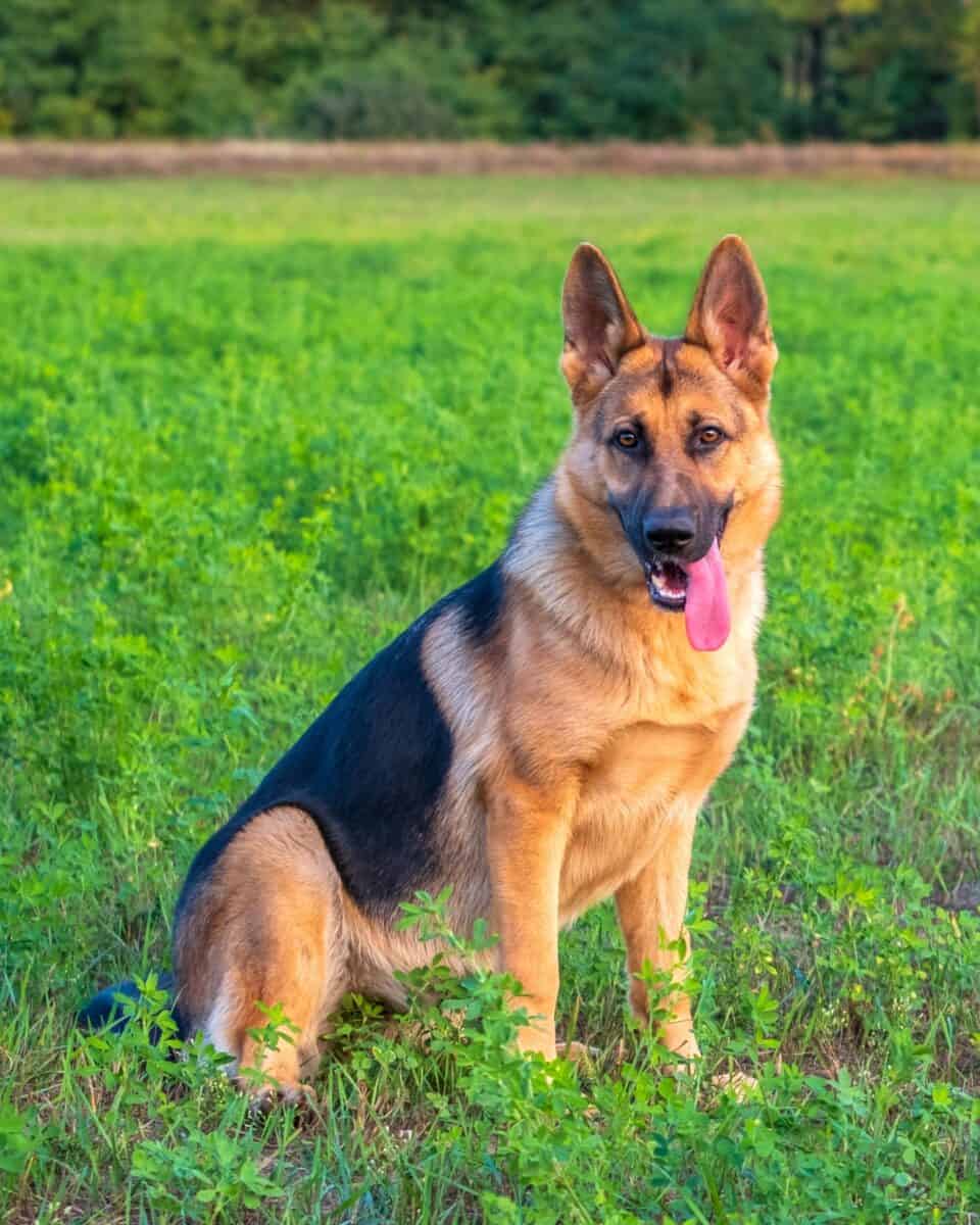 German Shepherds With Floppy Ears: Is It a Cause for Worry?