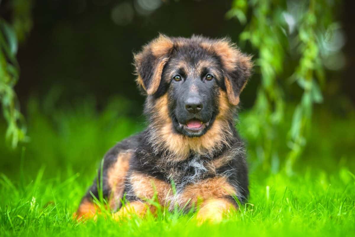 German Shepherds With Floppy Ears: Is It a Cause for Worry?