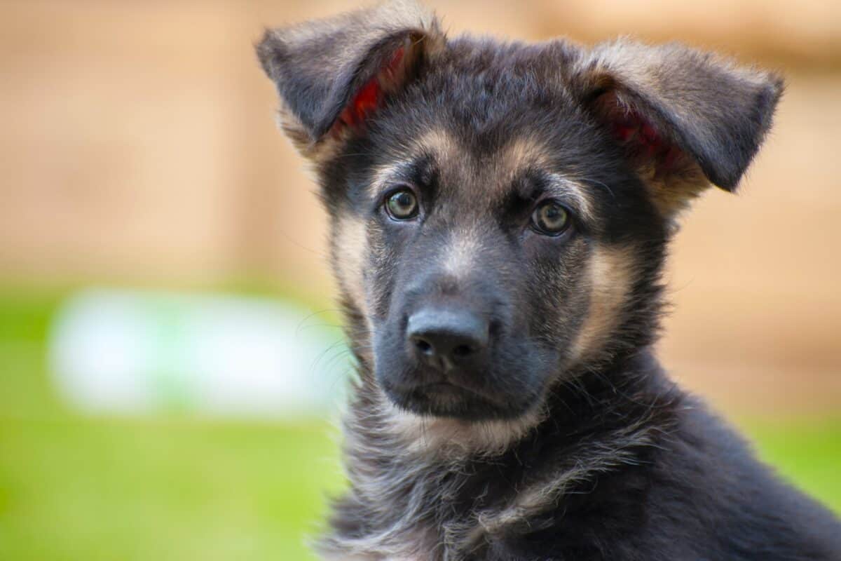 German Shepherds With Floppy Ears: Is It a Cause for Worry?