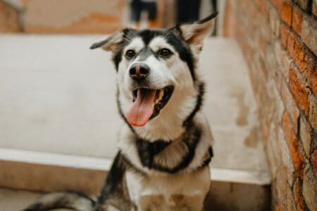 Golden Retriever Husky Mix (Goberian): Info, Pictures & Facts