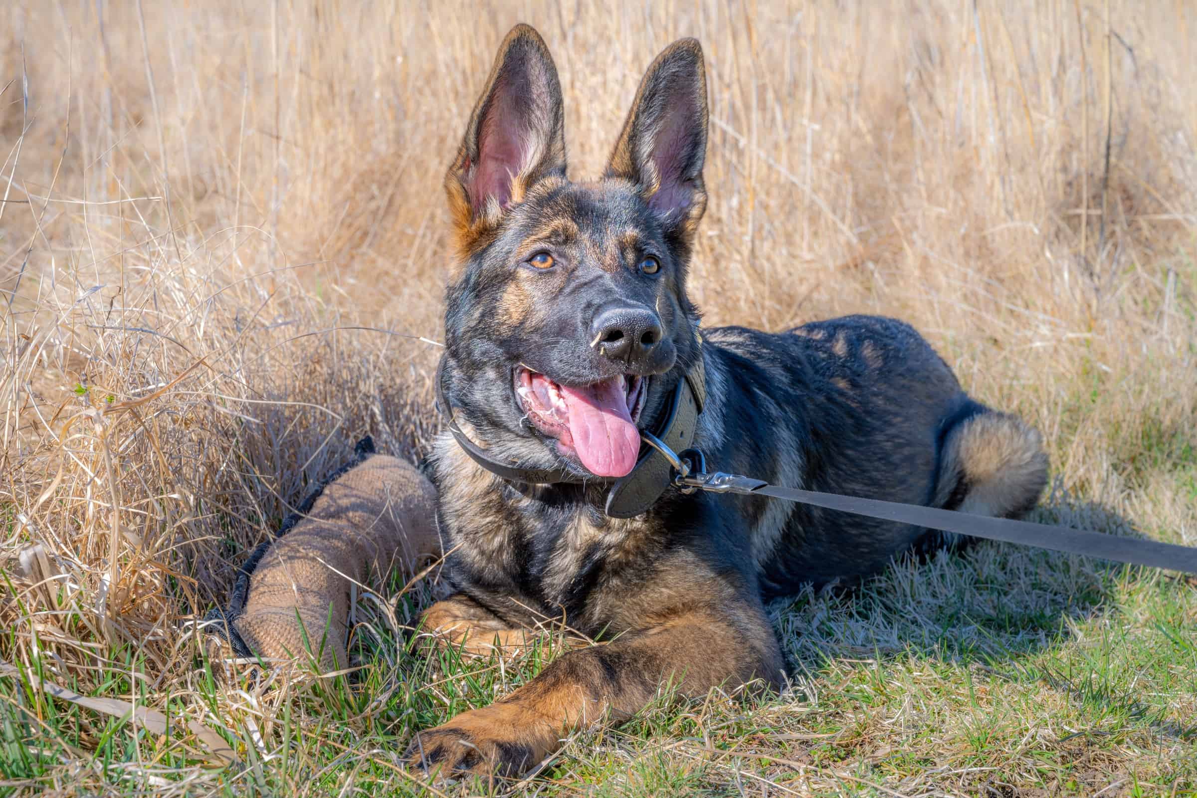 Working Line German Shepherd Origin, History, Pictures & Facts