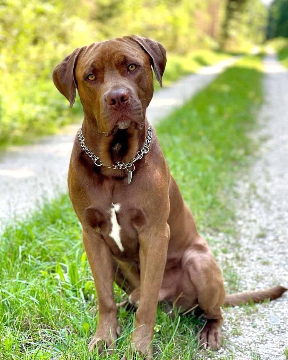 Lab Terrier Mix Breed Information, Pictures, Traits & Facts