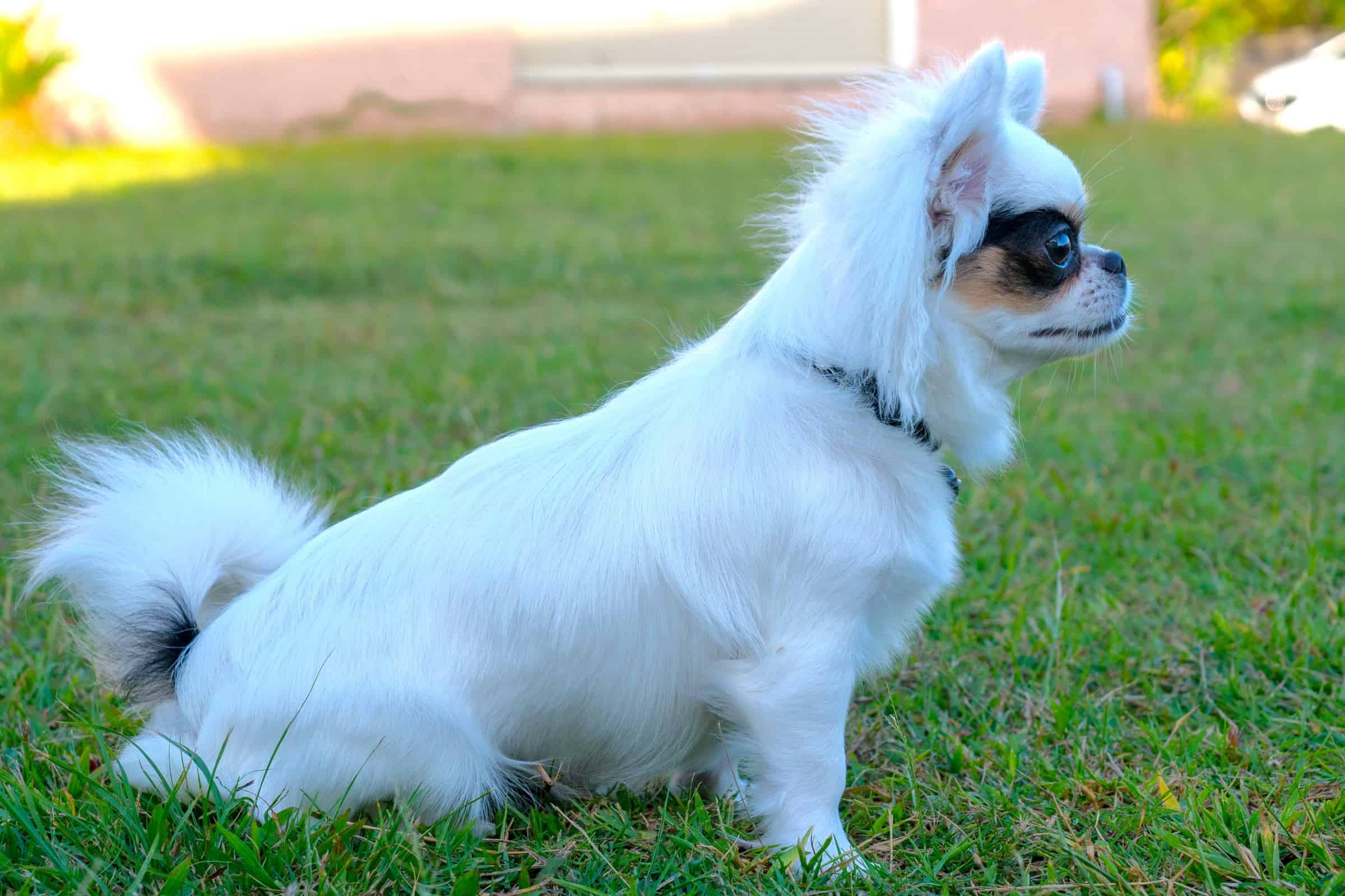 Apple Head Chihuahua Everything You Need to Know