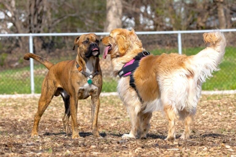 Male vs. Female Boxer Dog Which Is Better?