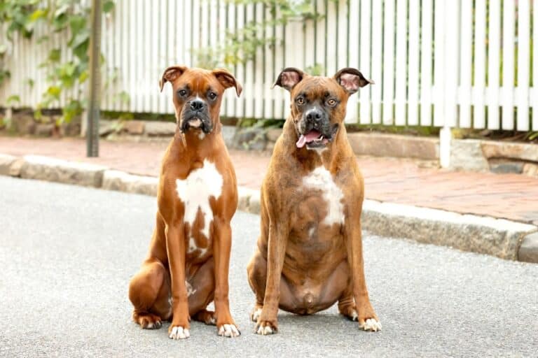 Male vs. Female Boxer Dog Which Is Better?