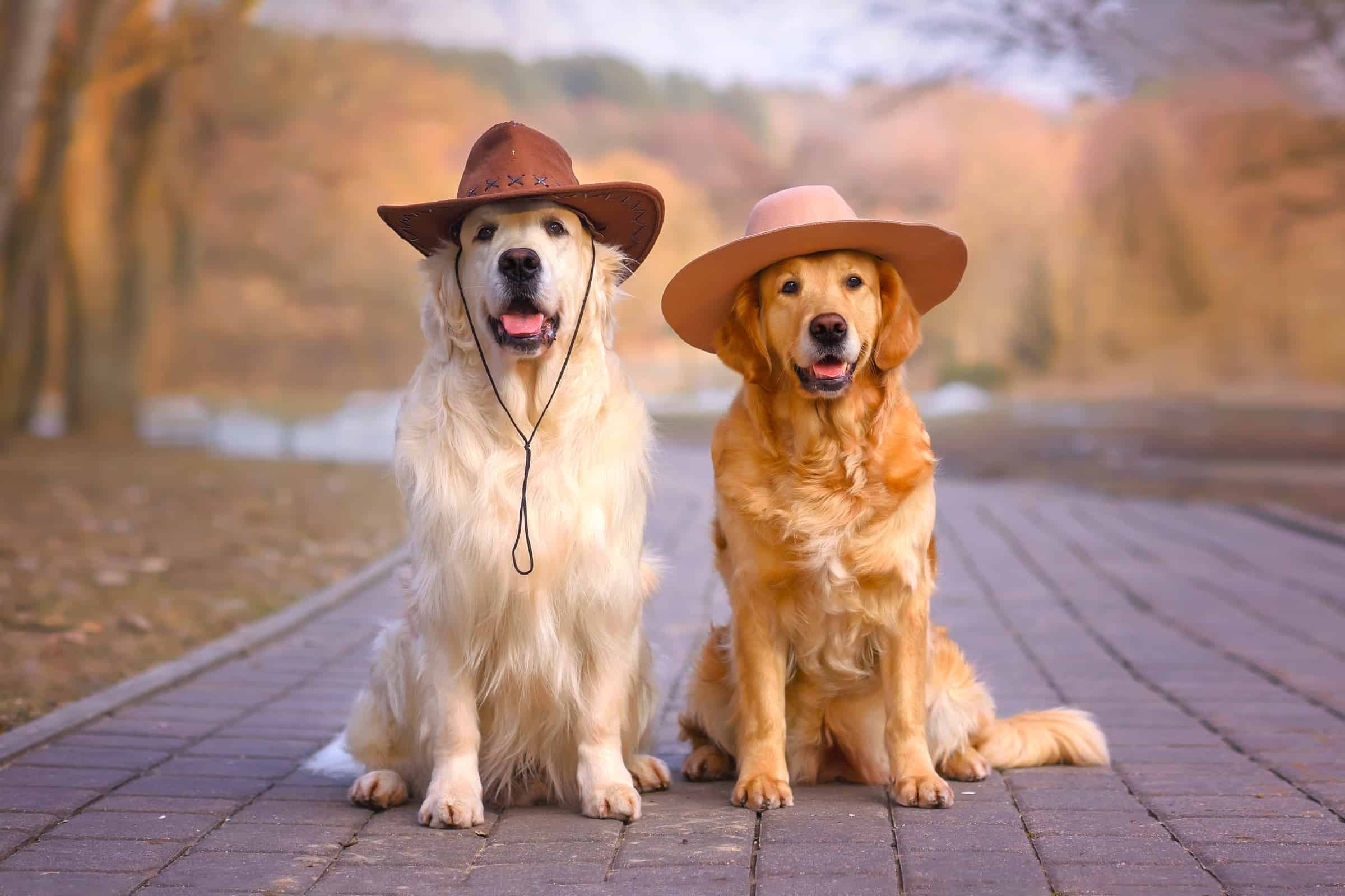 Male vs. Female Golden Retriever Which Is Better?