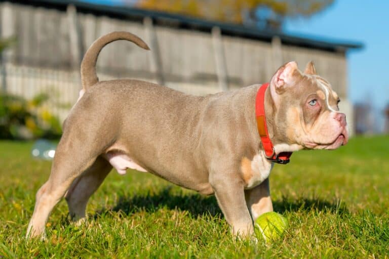 American Pocket Bully Breed Info, Pictures & Facts