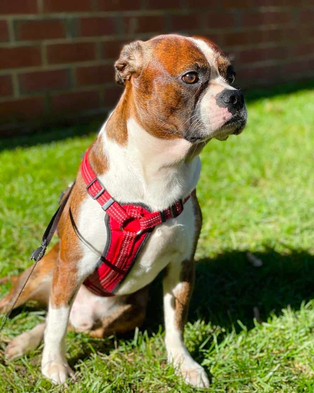 Miniature Boxer Breed Info, Pictures, Care Guide & Facts
