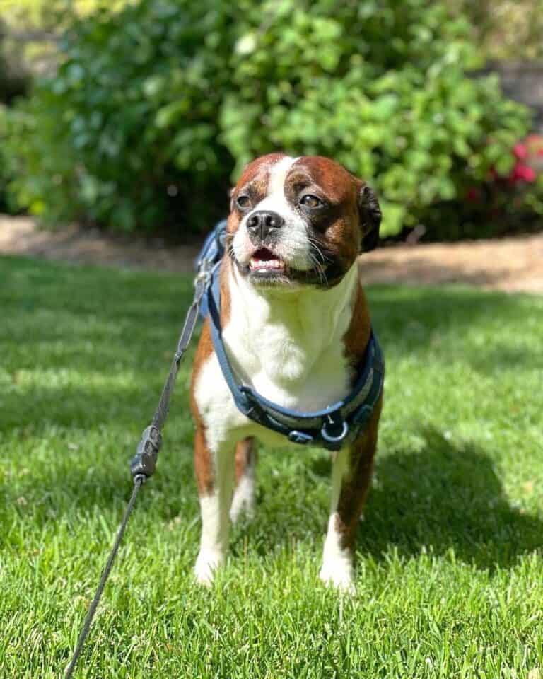 Miniature Boxer Breed Info, Pictures, Care Guide & Facts