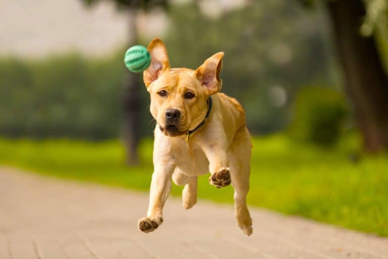 Mini Mouse Labobs Miniature Labrador: An Ultimate Guide to the Mini Labrador