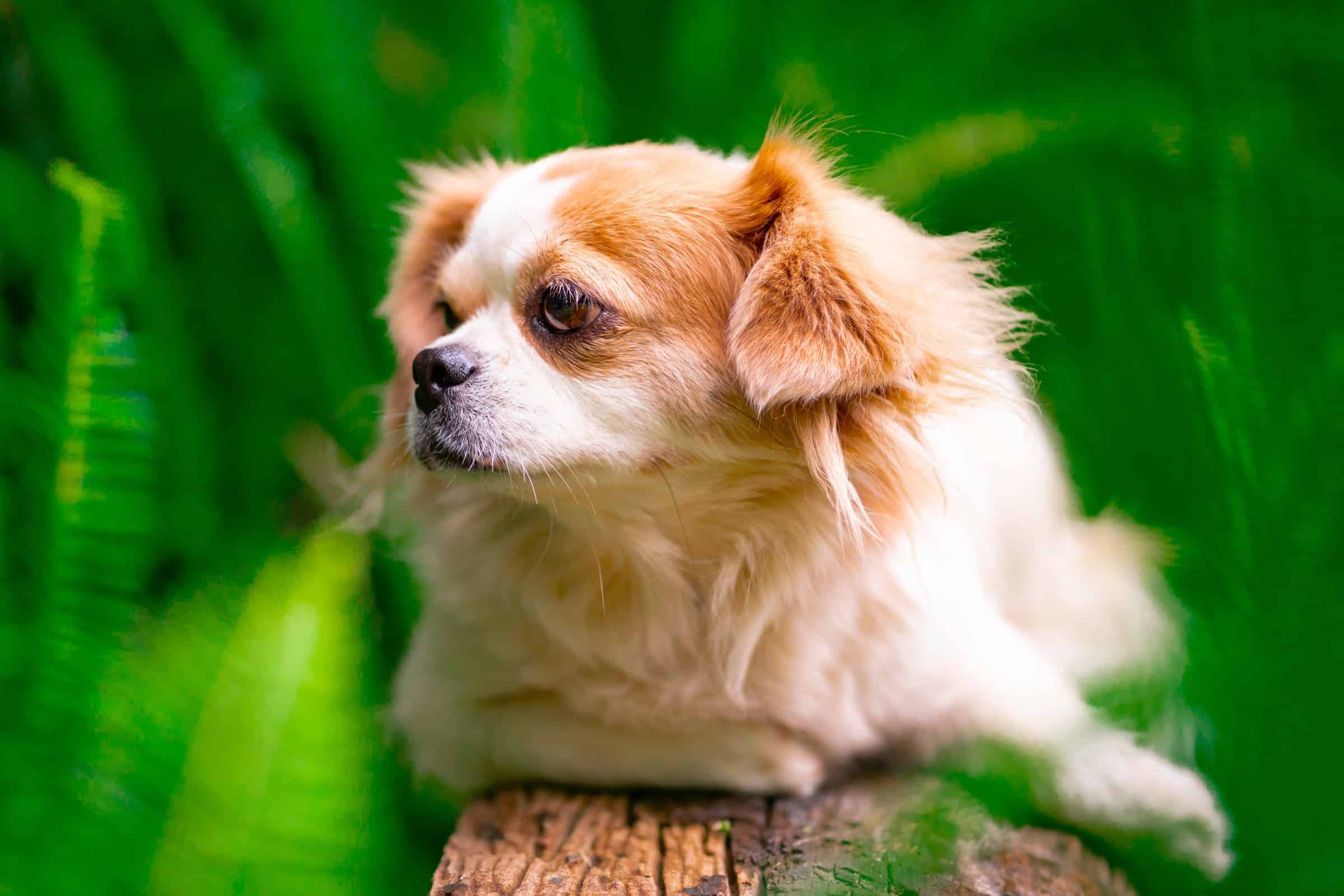 Chihuahua Shih Tzu Mix (Shichi) Info, Pictures, Traits & Facts