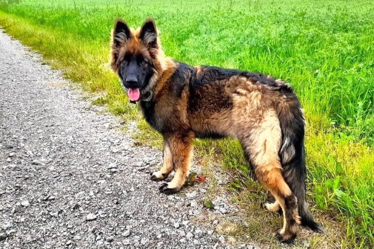 Old German Shepherd Breed Information, Pictures & Facts