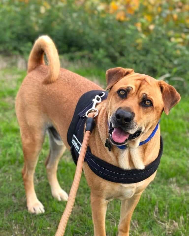 SharPei Pitbull Mix (Pit Pei) Breed Info, Pictures & Facts