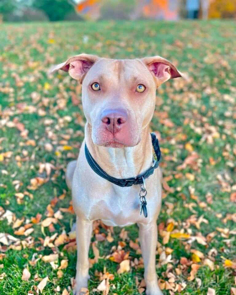 SharPei Pitbull Mix (Pit Pei) Breed Info, Pictures & Facts