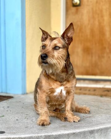 Pitbull Yorkie Mix (Yorkie Pit): Info, Pictures, Traits & Facts