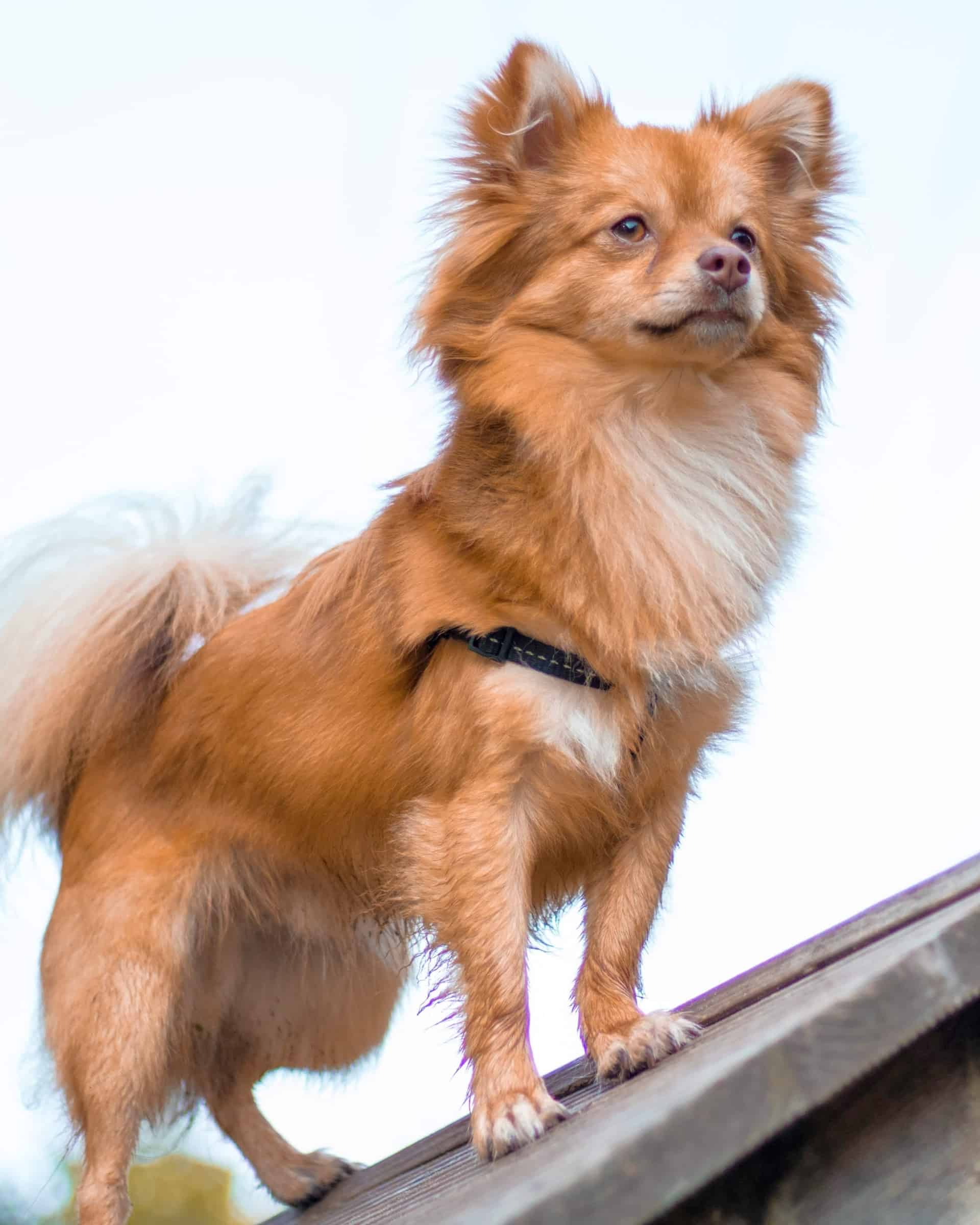 7 Different Types of Pomeranians (With Pictures & Facts)