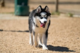Un Pomsky Pomsky (Pomeranian & Husky Mix) Info, Pictures & Facts