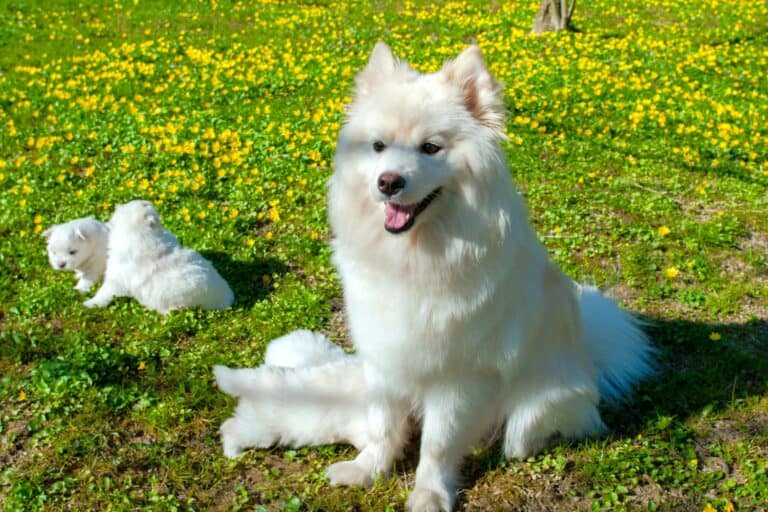 Un Pomsky Pomsky (Pomeranian & Husky Mix) Info, Pictures & Facts