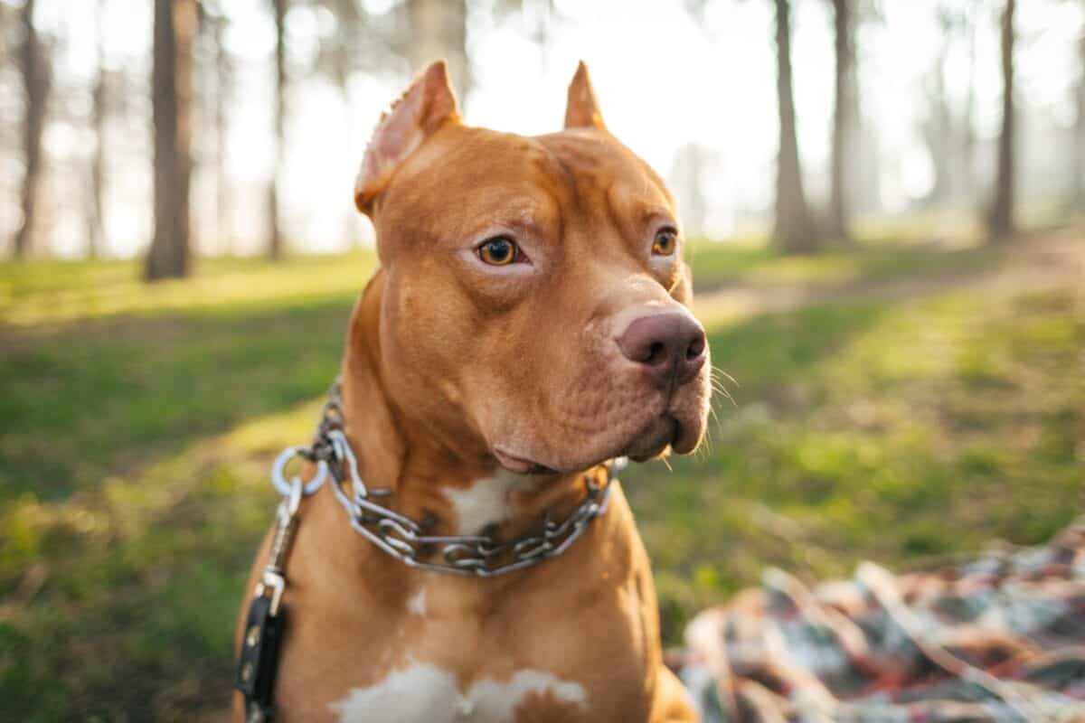 Red nose Pitbull with chains around its neck