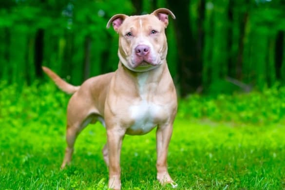 Shar-Pei Pitbull Mix (Pit Pei): Breed Info, Pictures & Facts