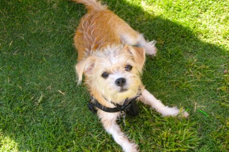 Chihuahua Shih Tzu Mix (Shichi): Info, Pictures, Traits & Facts