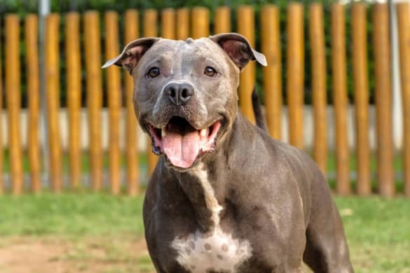 Blue Nose Pitbull: Info, Genetics, Puppy Prices, Pictures & FAQs