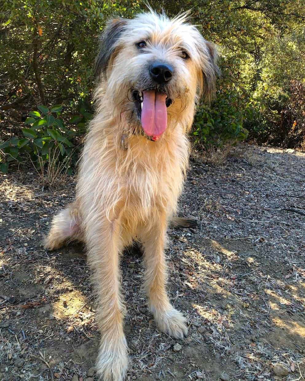 Lab Terrier Mix Breed Information, Pictures, Traits & Facts