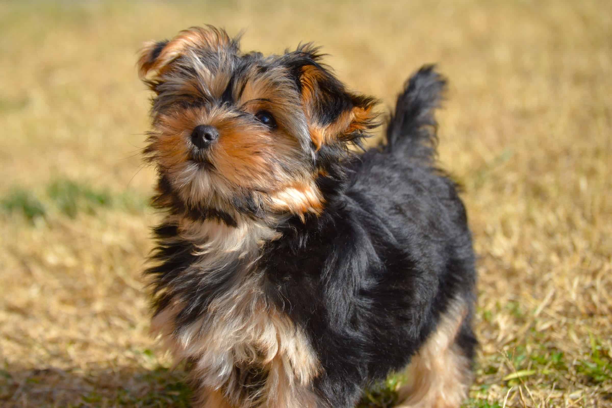 Tyeyorkie Price In California 58 - 8x17v8e
