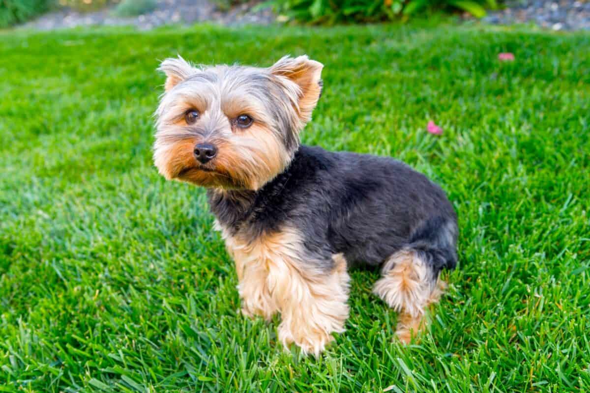 Teacup Yorkie standing on the grass staring at the camera