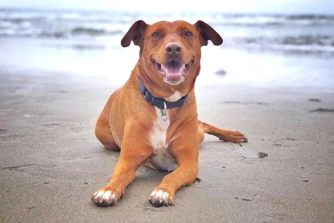 Vizsla Pitbull Mix: Breed Info, Traits & Facts (With Pictures)