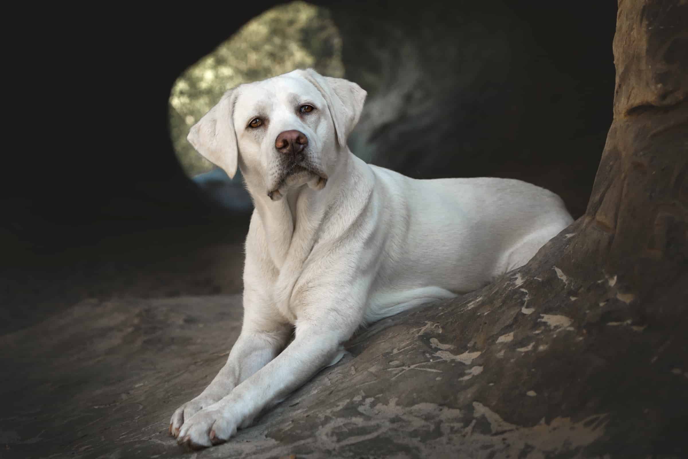 White Labrador An Ultimate Guide to White Labs (With Pictures)
