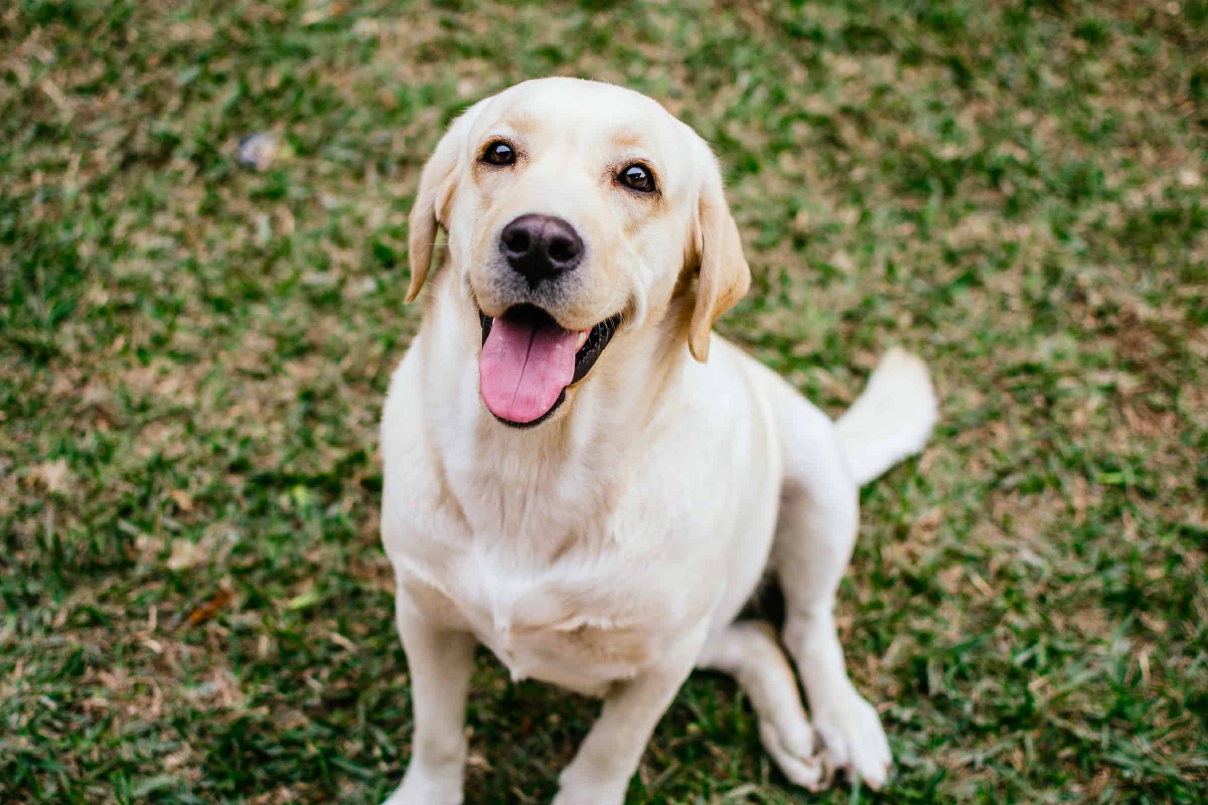 White Labrador An Ultimate Guide to White Labs (With Pictures)