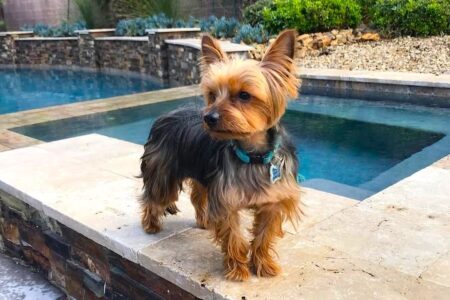 Pitbull Yorkie Mix (Yorkie Pit): Info, Pictures, Traits & Facts