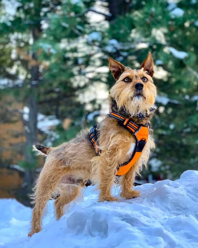 Pitbull Yorkie Mix (Yorkie Pit): Info, Pictures, Traits & Facts