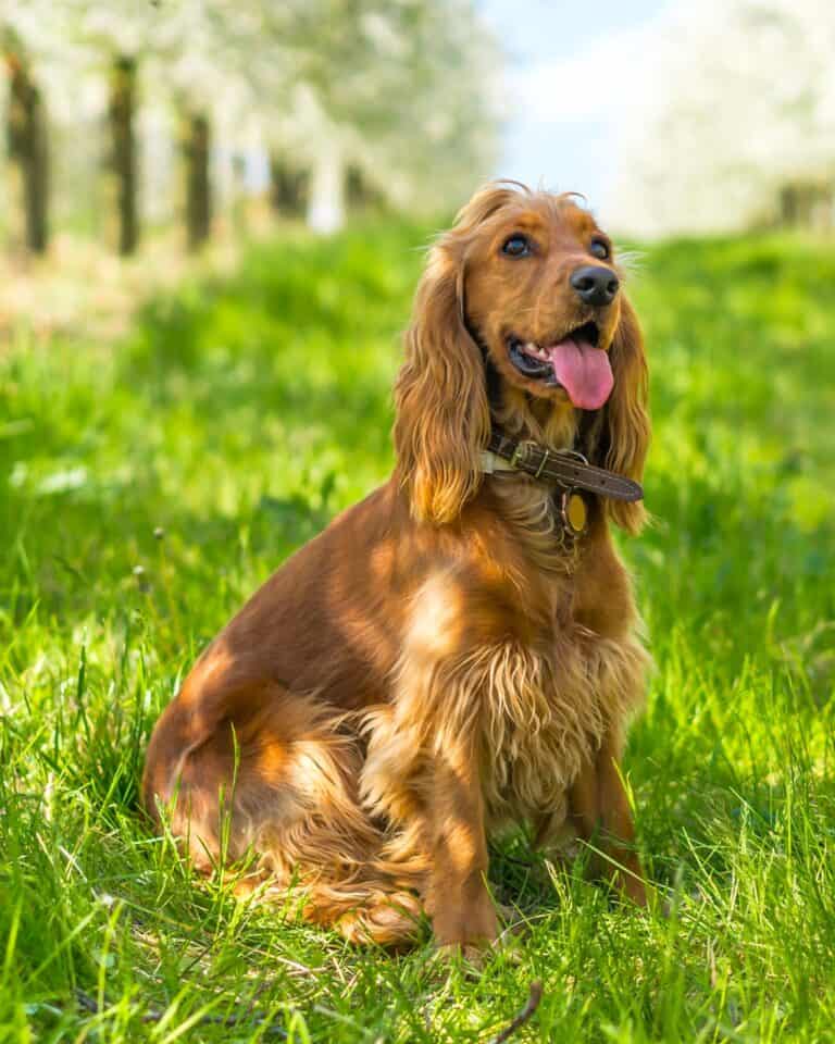 Cocker Spaniel Growth & Weight Chart Guide)