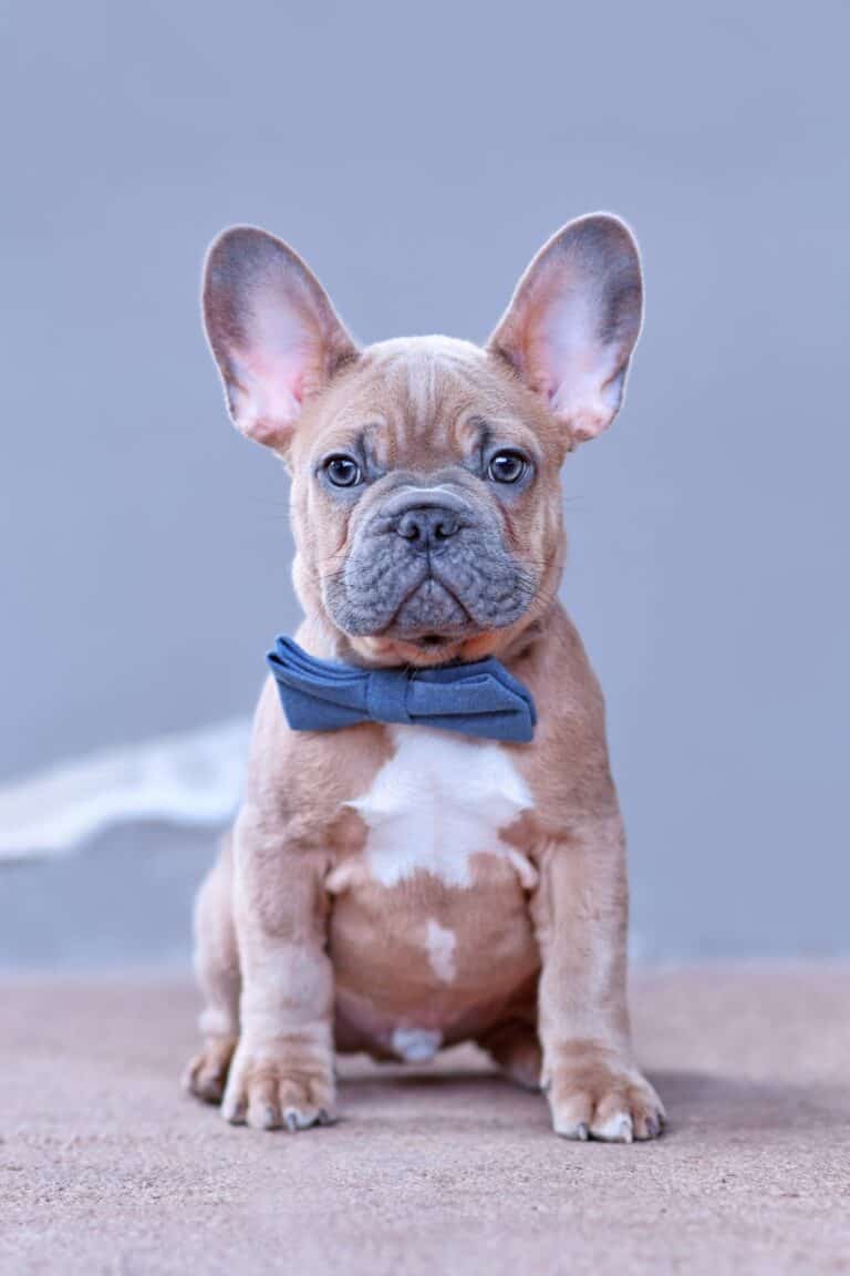 French Bulldog Growth Chart (Size & Weight Chart)