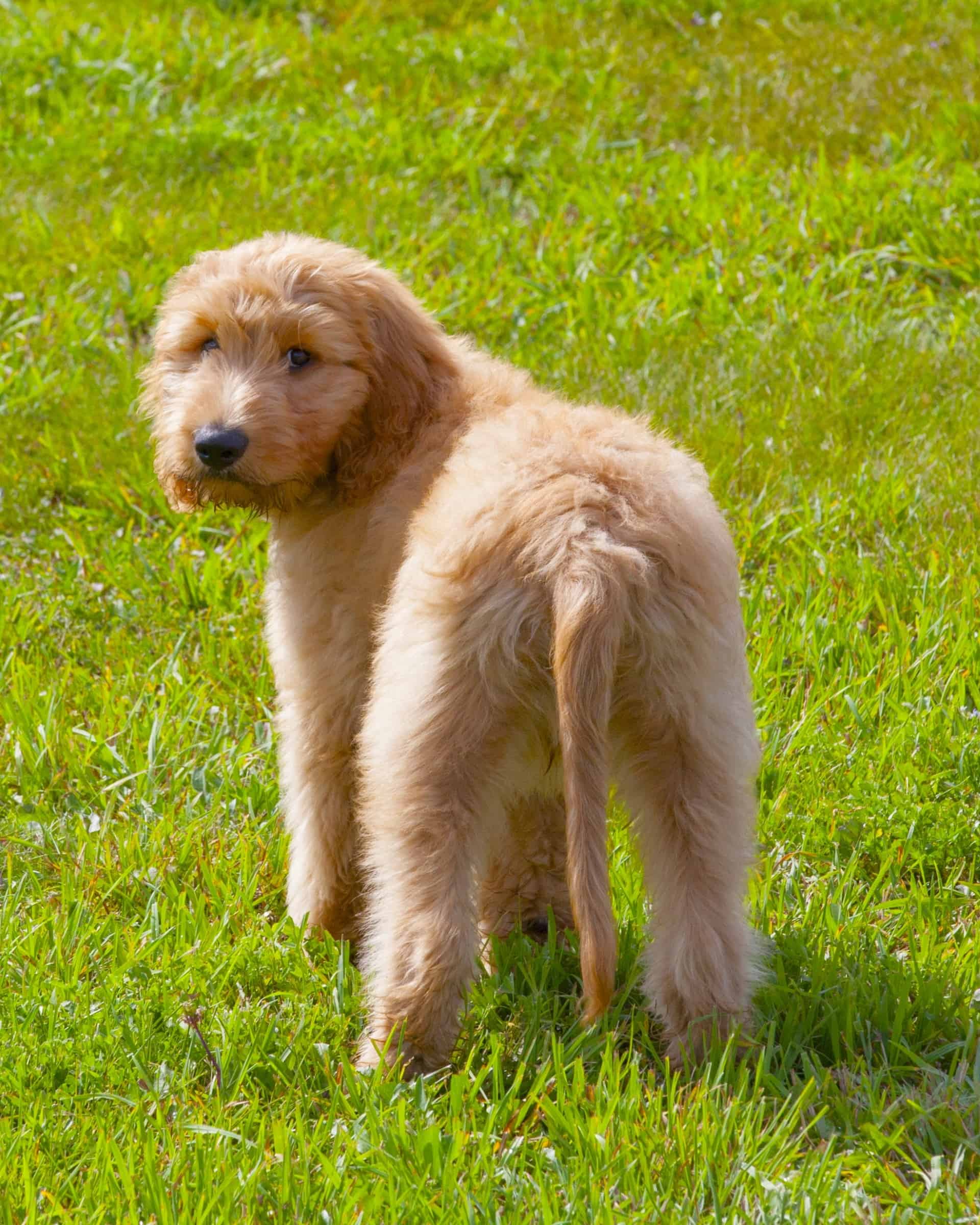 Goldendoodle Growth & Weight Chart Guide)