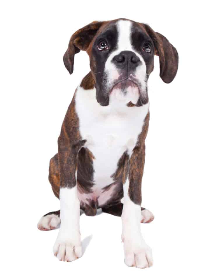 Boxer Dog Growth & Weight Chart Guide)