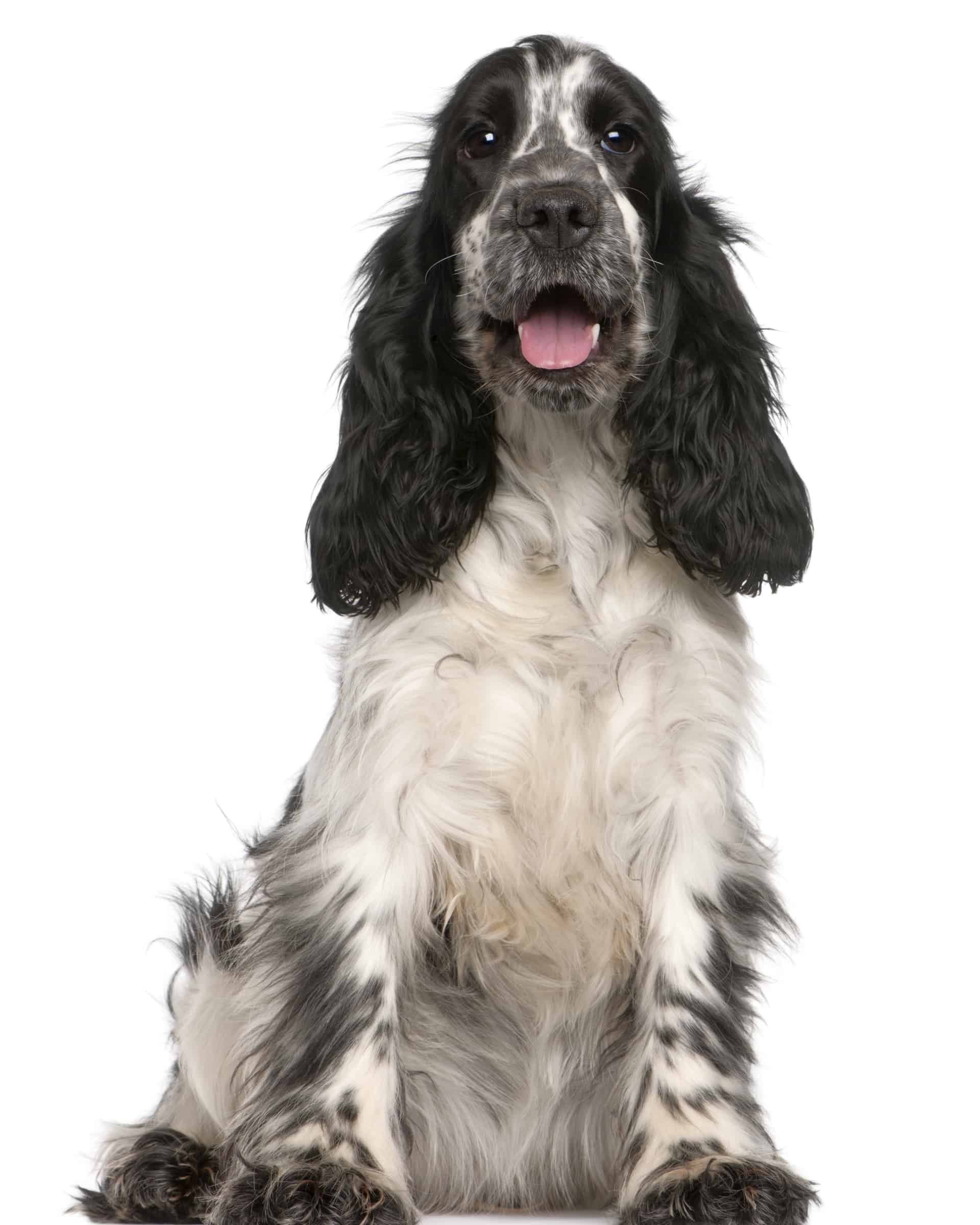 Cocker Spaniel Growth & Weight Chart Guide)