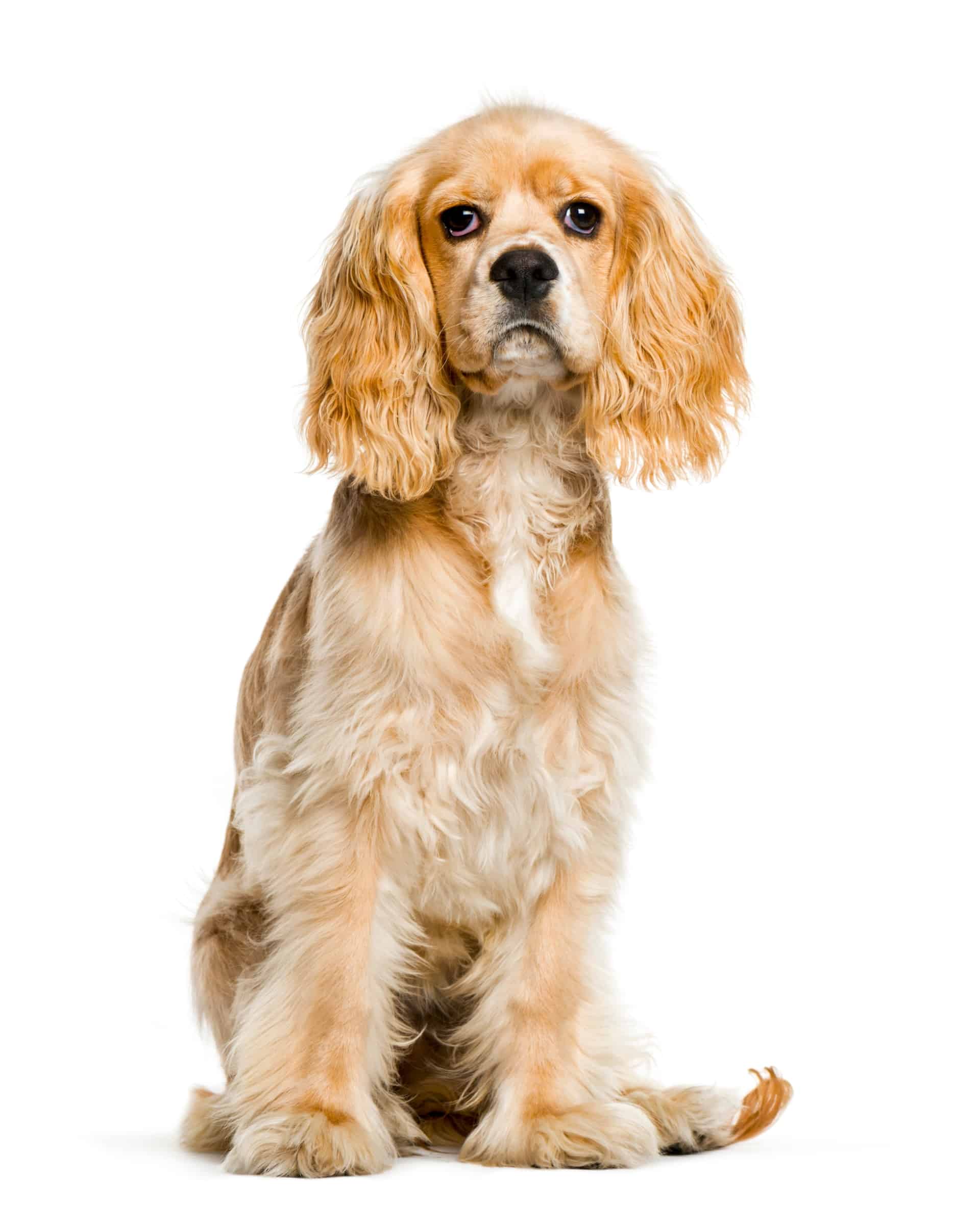 Cocker Spaniel Growth & Weight Chart Guide)
