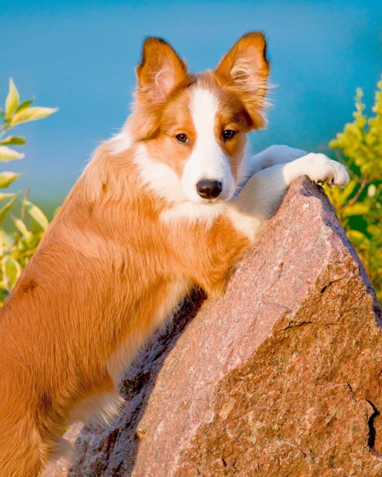 Border Collie Growth & Weight Chart Guide)