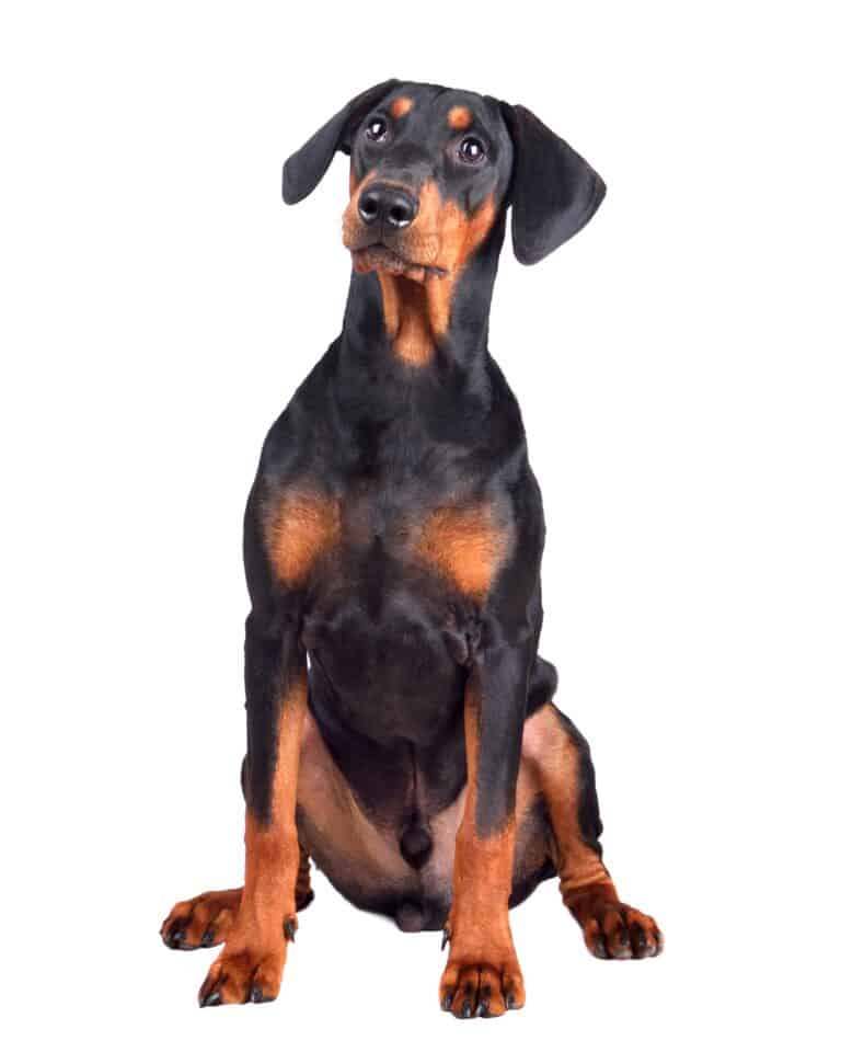 Doberman Growth & Weight Chart Guide)