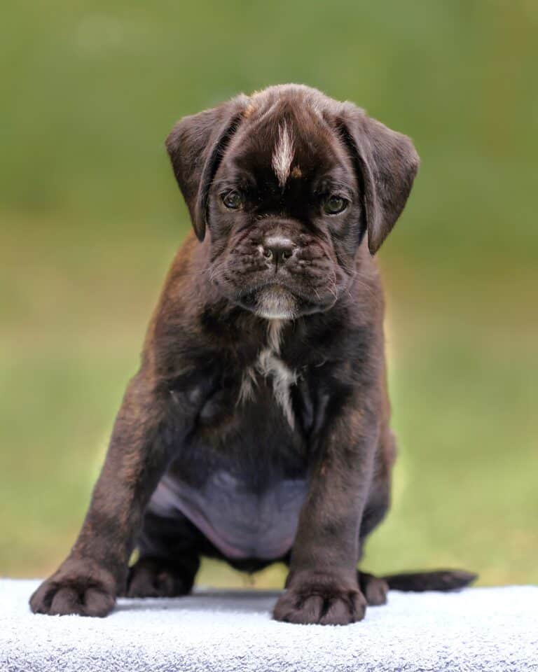 Boxer Dog Growth & Weight Chart Guide)