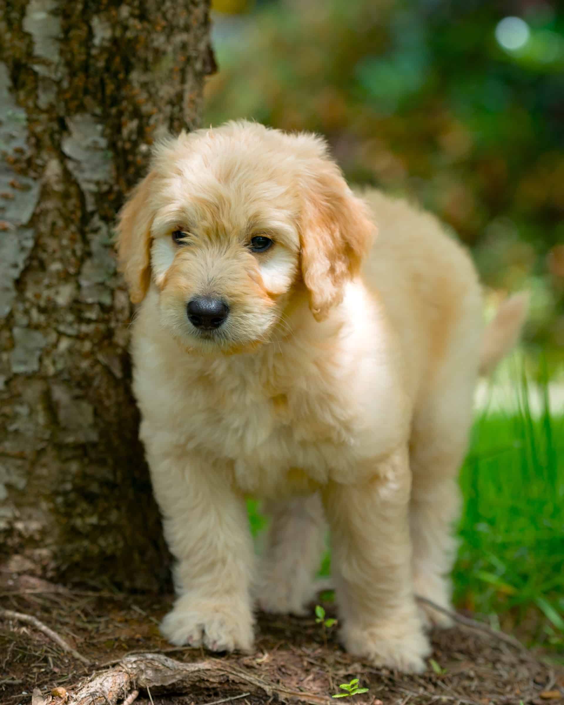 Golden Retriever Growth Chart (Size & Weight Chart) Happy Dog Breeds