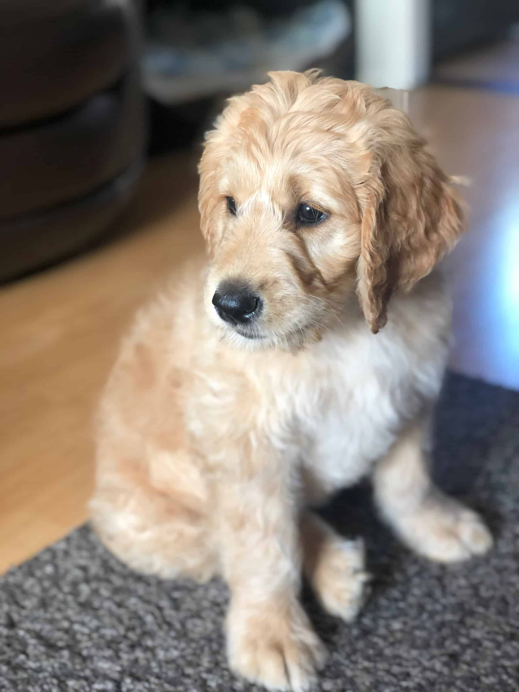 Goldendoodle Growth & Weight Chart Guide)