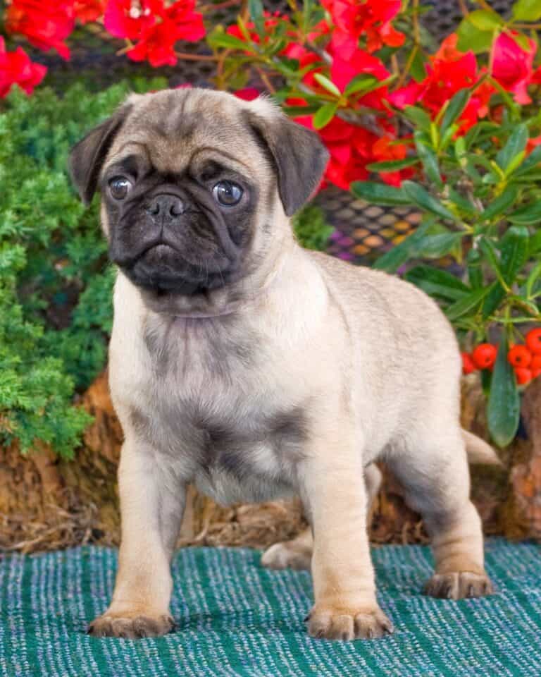 Pug Growth Chart (Size & Weight Chart) Happy Dog Breeds